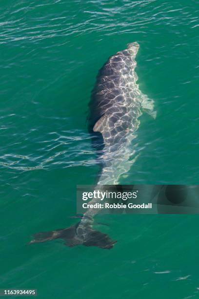 wild bottlenose dolphin (tursiops truncatus) - mandurah canals, western australia - mandurah stock pictures, royalty-free photos & images