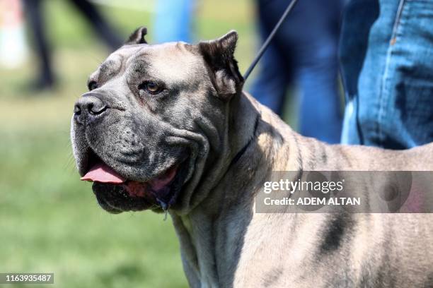 An American Pit Bull is presented during the Fifth Ankara National Breed Standards Competition organized by the Dog Breeds and Kinology Federation in...