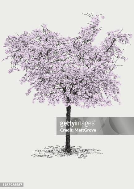 ilustraciones, imágenes clip art, dibujos animados e iconos de stock de cherry tree in blossom bloom - cherry tree