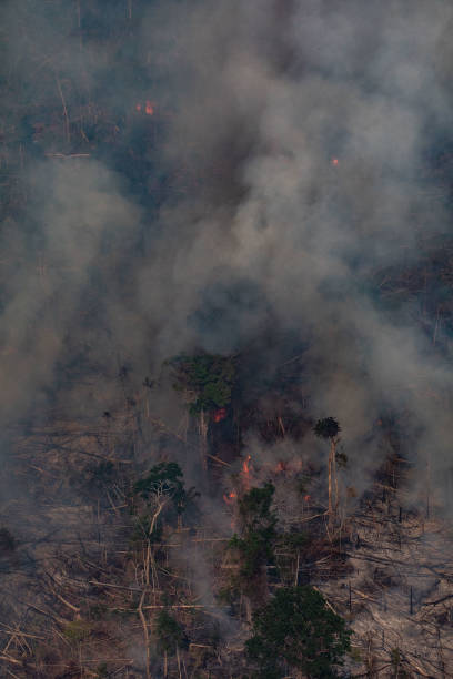 BRA: Record Number Of Fires Torch Brazil's Amazon Forest
