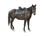 Dark brown adult horse looking forward isolated