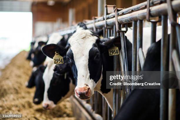 dairy cattle stand in a cowshed on a rural farm - dairy cattle foto e immagini stock