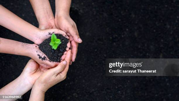 environment earth day in the hands of trees growing seedlings. bokeh green background female hand holding tree on nature field grass forest conservation concept - media day fotografías e imágenes de stock