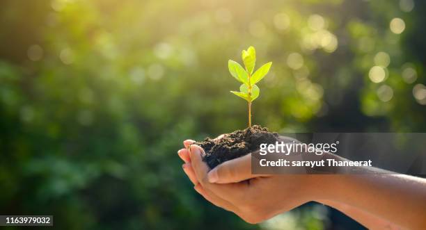 environment earth day in the hands of trees growing seedlings. bokeh green background female hand holding tree on nature field grass forest conservation concept - responsibility stock-fotos und bilder