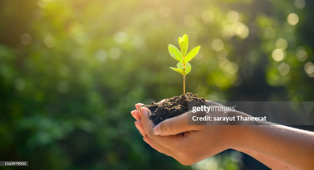 Environment Earth Day In the hands of trees growing seedlings. Bokeh green Background Female hand holding tree on nature field grass Forest conservation concept