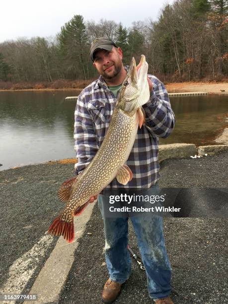 バンタム湖ctで捕獲された北のパイクを持つ男 - northern pike ストックフォトと画像