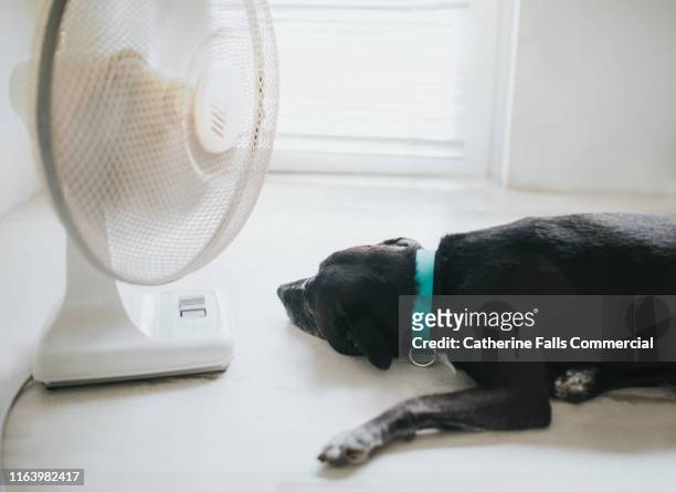 hot dog - ac weary stock pictures, royalty-free photos & images