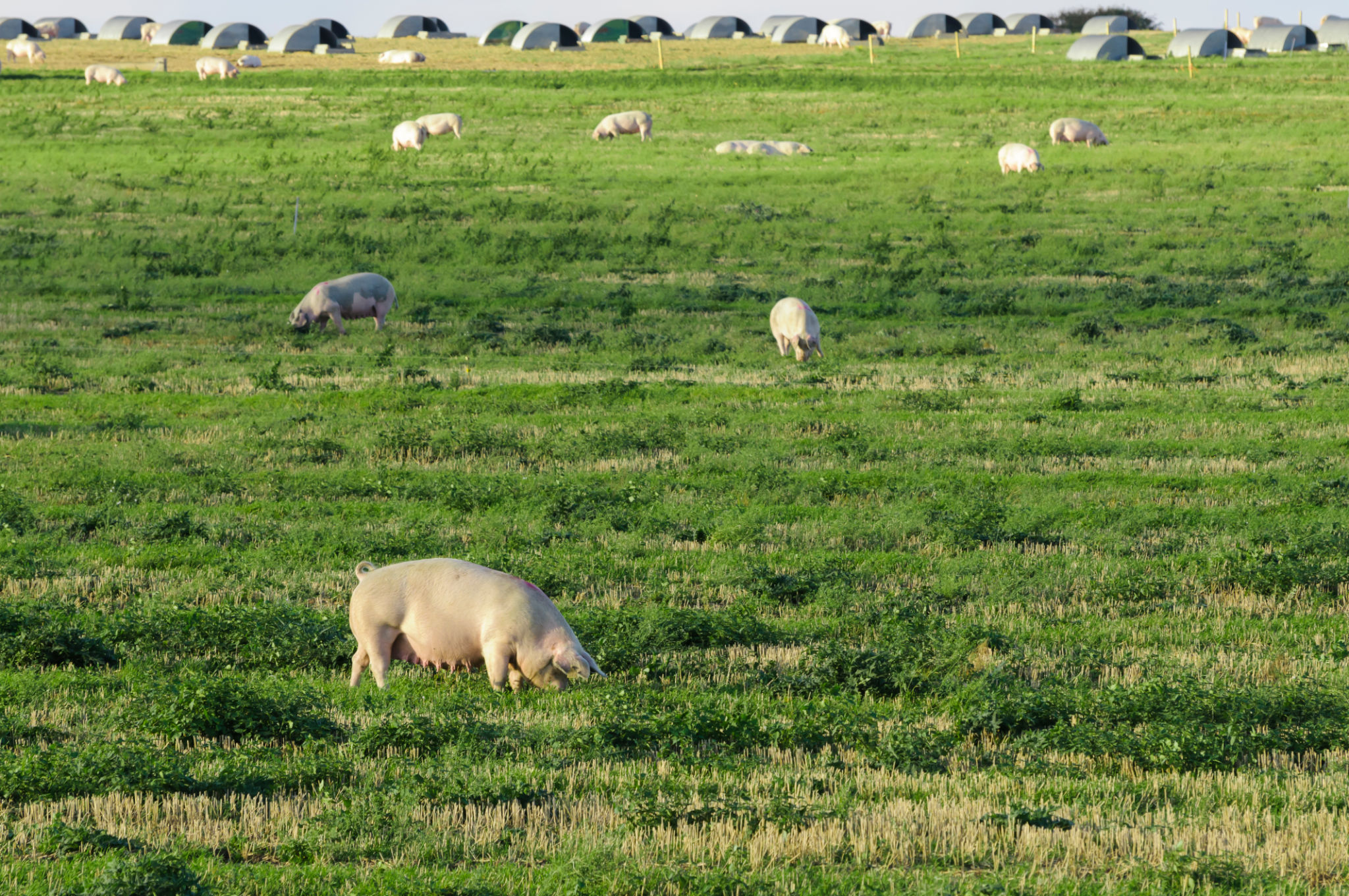 Pigs in a field at a free-range organic farm Pigs in a field at a free-range organic farm