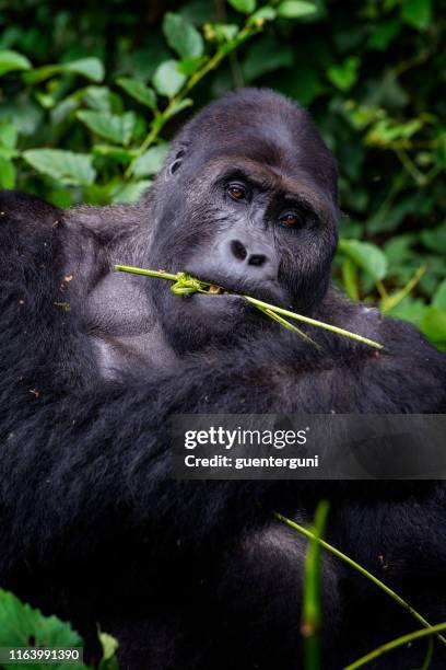 Gorila De Dorso Prateado Faz Cara Assustadora - Fotografias de stock e mais imagens de Gorila - Gorila, Gorila de dorso prateado, Macaco antropoide - iStock