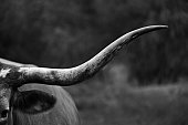 Texas Longhorn in black and white