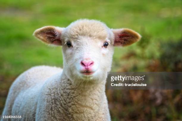 baby sheep da vicino - agnello animale foto e immagini stock