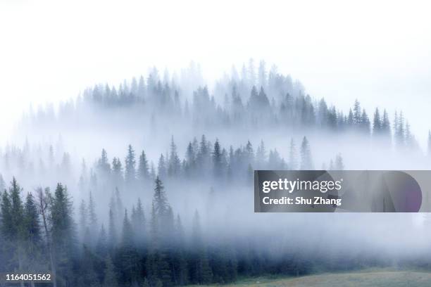 kanas morning fog - pine woodland fotografías e imágenes de stock