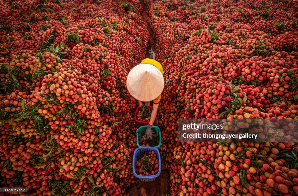 Lychee season in Vietnam