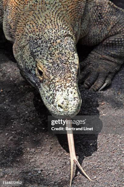 komodo dragons in komodo island - indonesia - lizard tongue stock pictures, royalty-free photos & images
