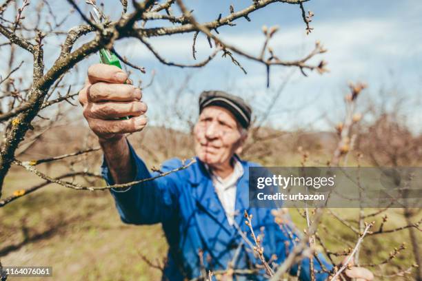 árvore de fruta de poda do homem sênior - abricoteiro - fotografias e filmes do acervo