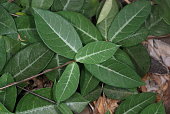 Leaves of Ananta-mula, Hemidesmus indicus