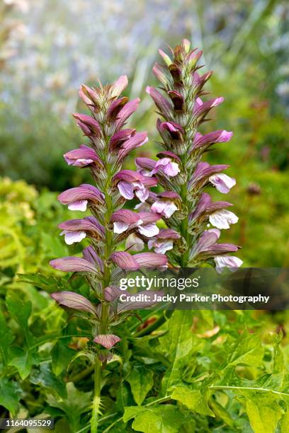 close-up image of the beautiful summer flowering  acanthus mollis, commonly known as bear's breeches, sea dock, bearsfoot or oyster plant - bear's breeches stock pictures, royalty-free photos & images