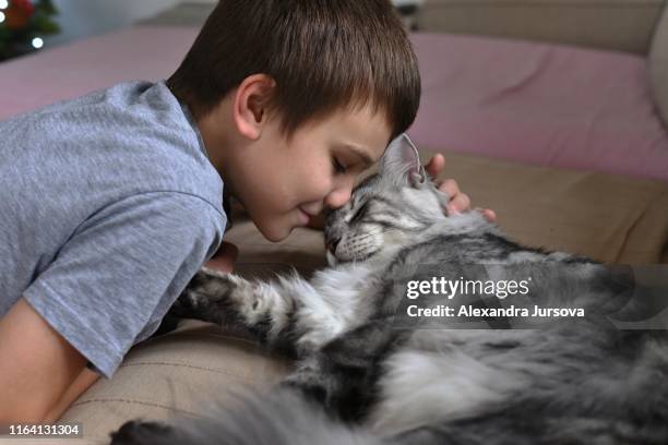 boy with his cat - maine coon cat stock-fotos und bilder