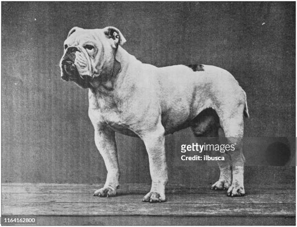 ilustraciones, imágenes clip art, dibujos animados e iconos de stock de foto antigua: bulldog inglés - bulldog