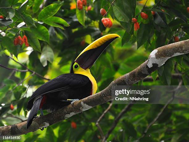 chestnut-mandibled toucan, ramphastos swainsonii - costa rica toucan stock pictures, royalty-free photos & images