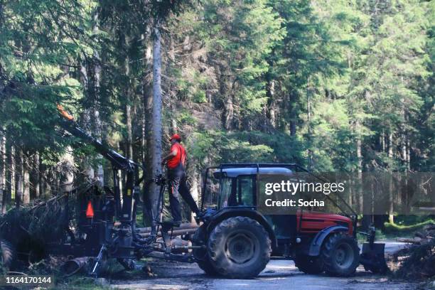 forestry worker with chainsaw, slovenia - forester stock pictures, royalty-free photos & images