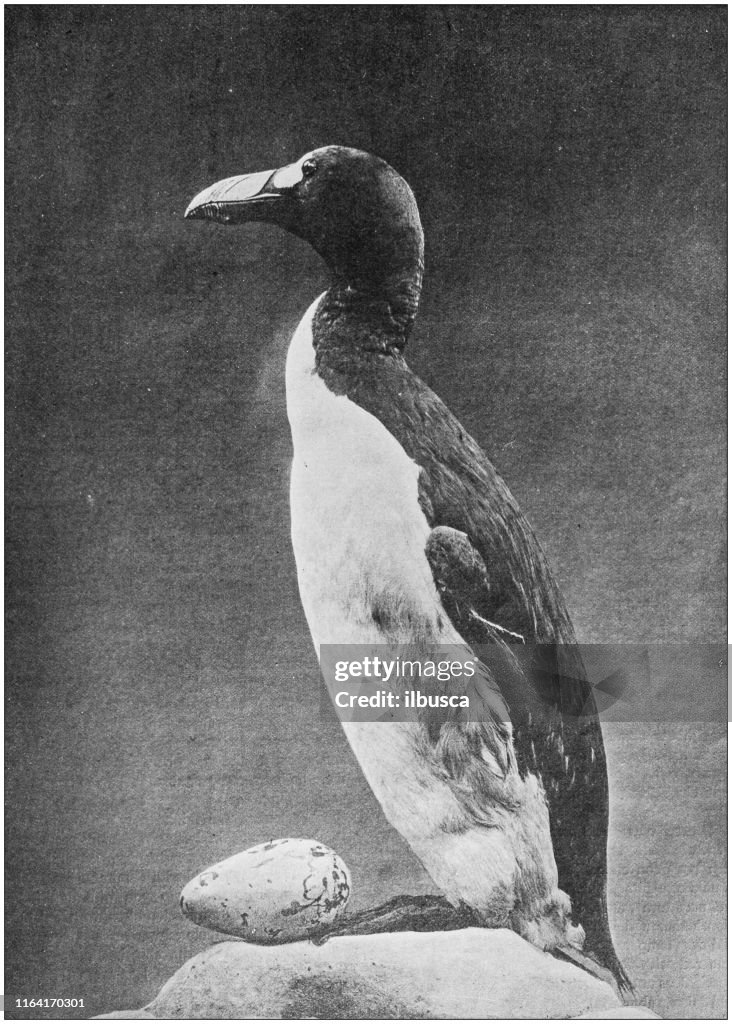 Antique photo: Great Auk