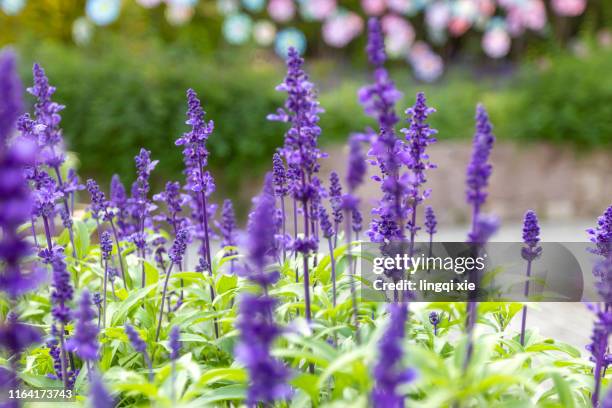 close-up of purple lavender - sage background stock pictures, royalty-free photos & images