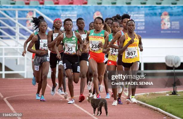 Cat passes by as runners compete during the 5000m Women's Final at the 12th edition of the "African Games" on August 26, 2019 in Rabat.