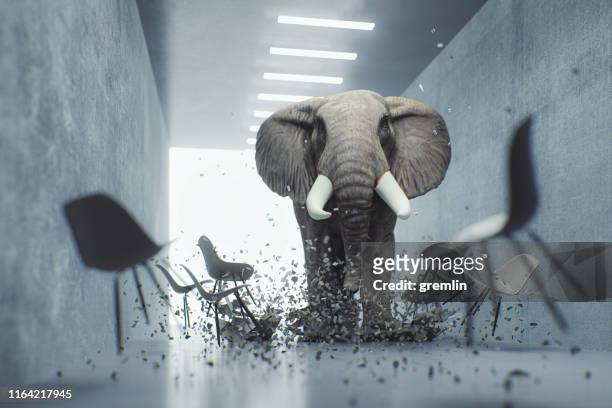 angry elephant in the office - destruction stock pictures, royalty-free photos & images
