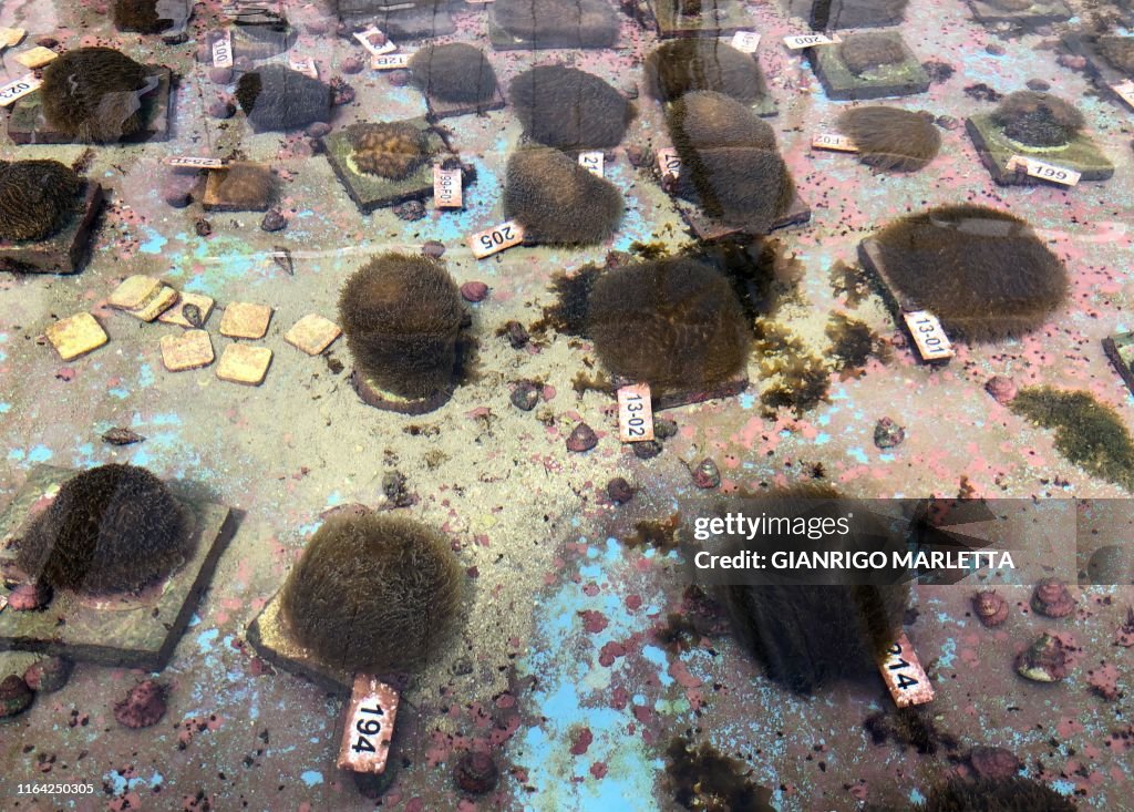 TOPSHOT-US-ENVIRONMENT-SCIENCE-OCEANOGRAPHY-CORAL-FLORIDA