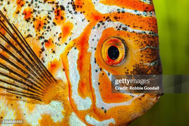orange white spotted discus fish - symphysodon stock pictures, royalty-free photos & images