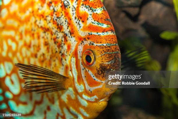 orange white spotted discus fish - symphysodon stock pictures, royalty-free photos & images