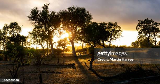 the beautiful african bush veld at sunset - bosveld van zuidelijk afrika stockfoto's en -beelden