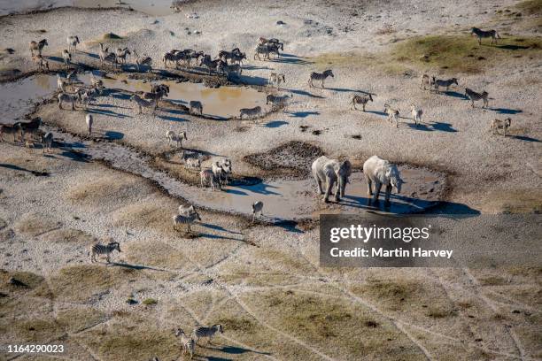 aerial view of herd of migrating zebras and two elephant drinking at a waterhole on the makgadikgadi pans,botswana - salt flat stock pictures, royalty-free photos & images