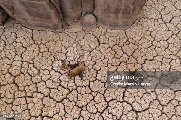 aerial view of a dead antelope that died of thirst, lying on the cracked mud floor of a dam that has dried up due to a drought from climate change and global warming - dead deer stock pictures, royalty-free photos & images