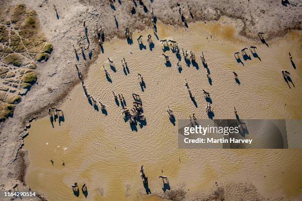 aerial view of herd of migrating zebras drinking at a waterhole on the makgadikgadi pans,botswana - zebra herd stock pictures, royalty-free photos & images