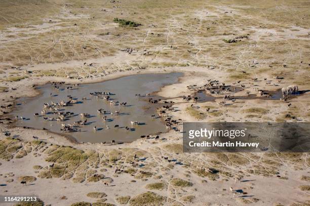 aerial view of herd of migrating zebras drinking at a waterhole on the makgadikgadi pans,botswana - zebra herd stock-fotos und bilder