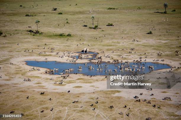 aerial view of herd of migrating zebras drinking at a waterhole on the makgadikgadi pans,botswana - zebra herd stock-fotos und bilder