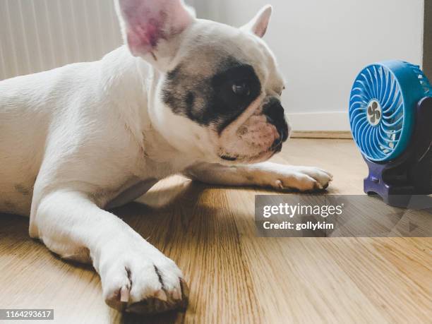 french bulldog lying down next to a mini electric fan - dog heatwave stock pictures, royalty-free photos & images