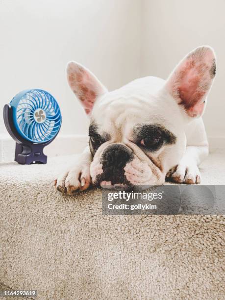 français bulldog se refroidit à côté d'un mini ventilateur électrique - ventilateur électrique photos et images de collection