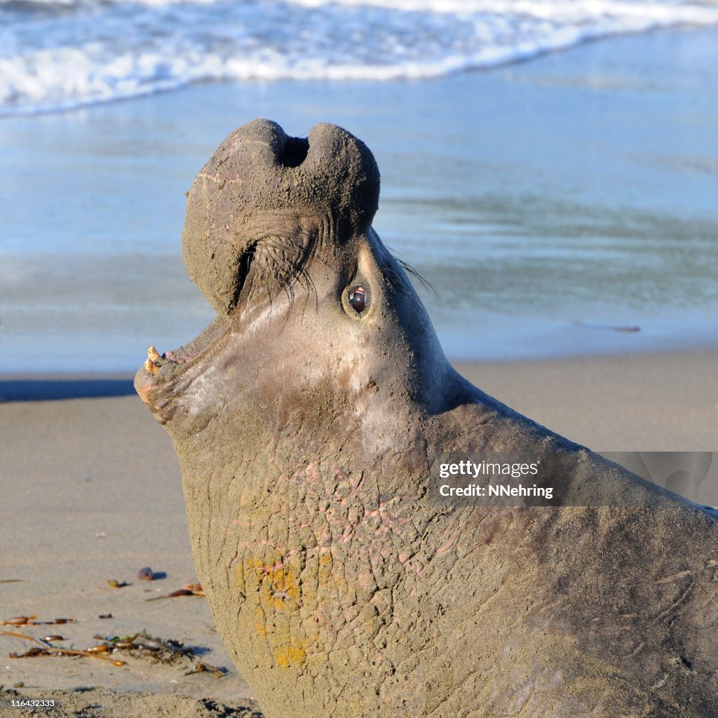 Male elephant seal, Mirounga angustirostris, vocalizing on beach