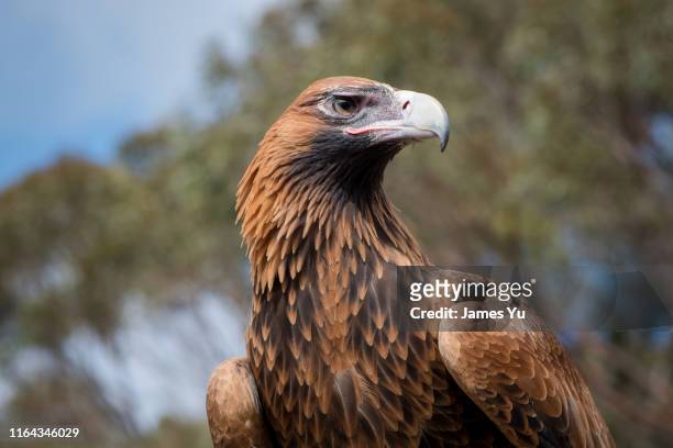 348 Wedge Tailed Eagle Photos and Premium High Res Pictures - Getty Images