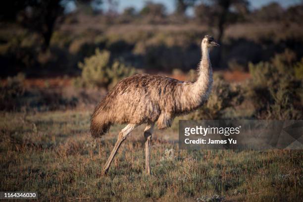 emu - emu stock-fotos und bilder