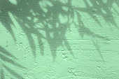 Gray shadow of the leaves on a mint colored concrete textured wall