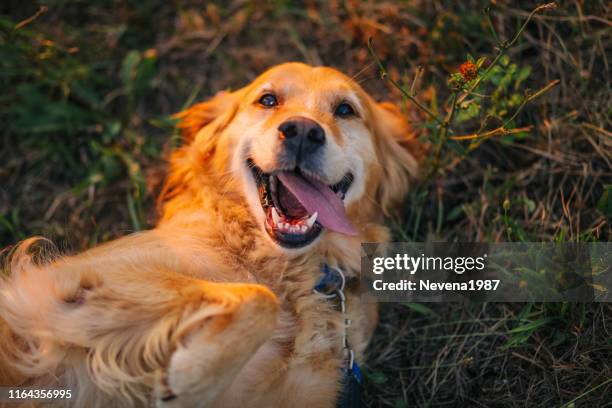 golden retriever liggend op rug - retriever stockfoto's en -beelden