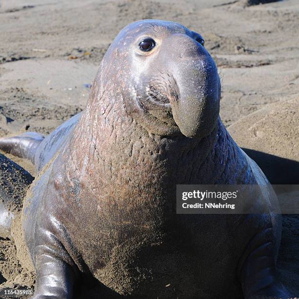 male elephant seal, mirounga angustirostris - elephant seal stockfoto's en -beelden