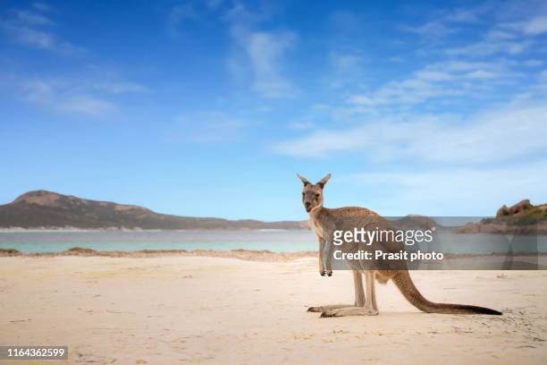kangaroo at lucky bay in the cape le grand national park near esperance, western australia, australia. - australian outback landscape stock-fotos und bilder
