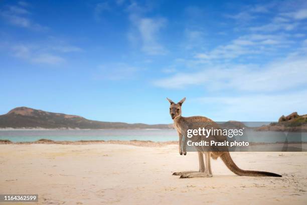 kangaroo at lucky bay in the cape le grand national park near esperance, western australia, australia. - kangaroo stockfoto's en -beelden