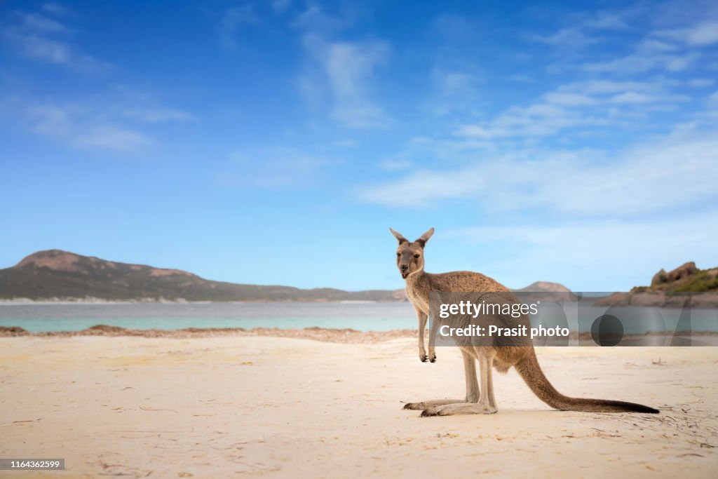 Kangaroo at Lucky Bay in the Cape Le Grand National Park near Esperance, Western Australia, Australia.