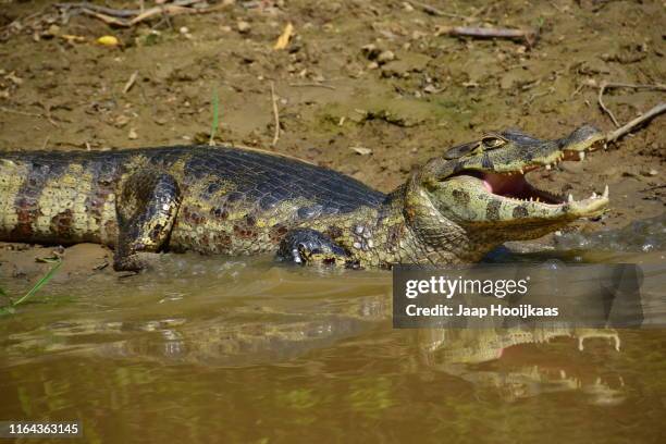 caiman in rurrenabaque - black caiman stock pictures, royalty-free photos & images